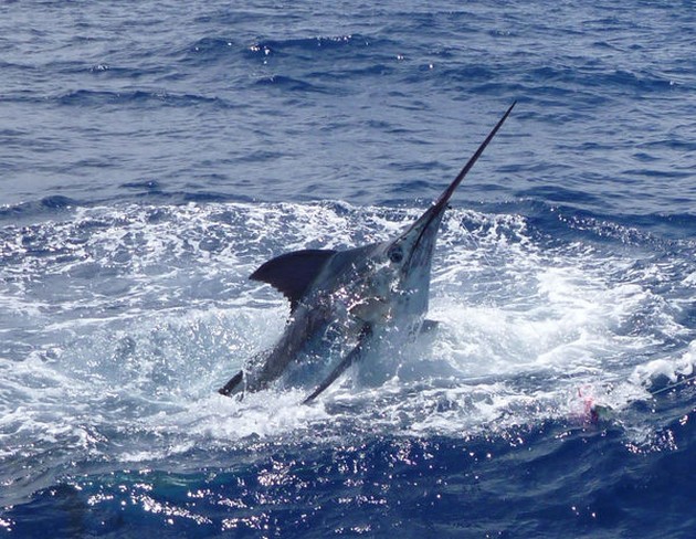 Cavalier släppte 2 Blue Marlins - Cavalier & Blue Marlin Sport Fishing Gran Canaria