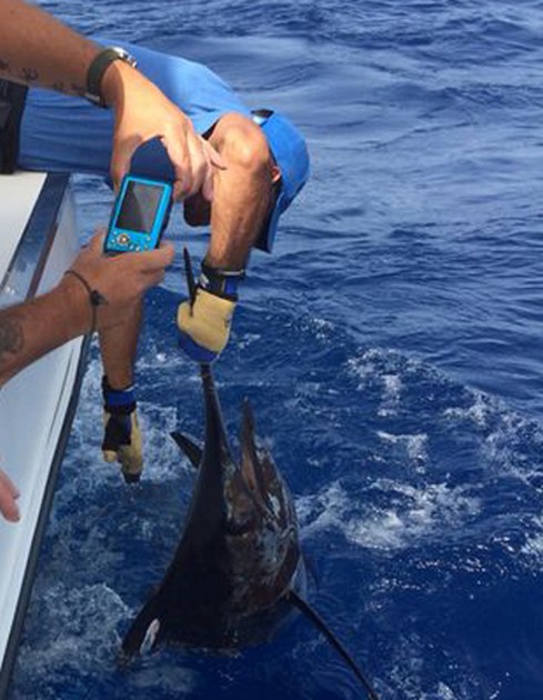 Cavalier hakad trippel White Marlin - Cavalier & Blue Marlin Sport Fishing Gran Canaria