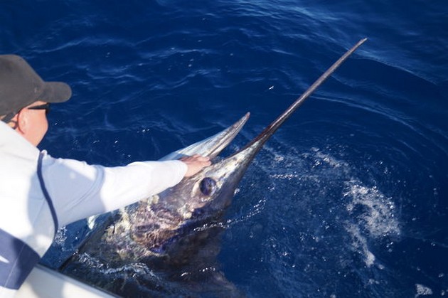 530 kg Blue Marlin Släppt av Rasmus Pindstrup - Cavalier & Blue Marlin Sport Fishing Gran Canaria