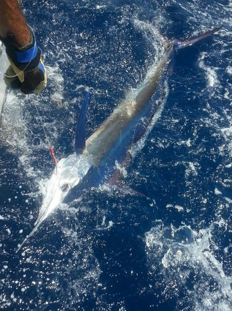 Blå vit - Cavalier & Blue Marlin Sport Fishing Gran Canaria