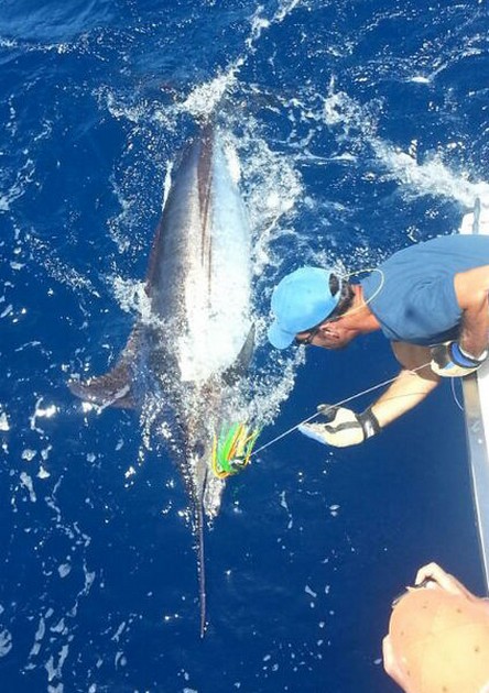 Massor av Blue & White Marlin - Cavalier & Blue Marlin Sport Fishing Gran Canaria