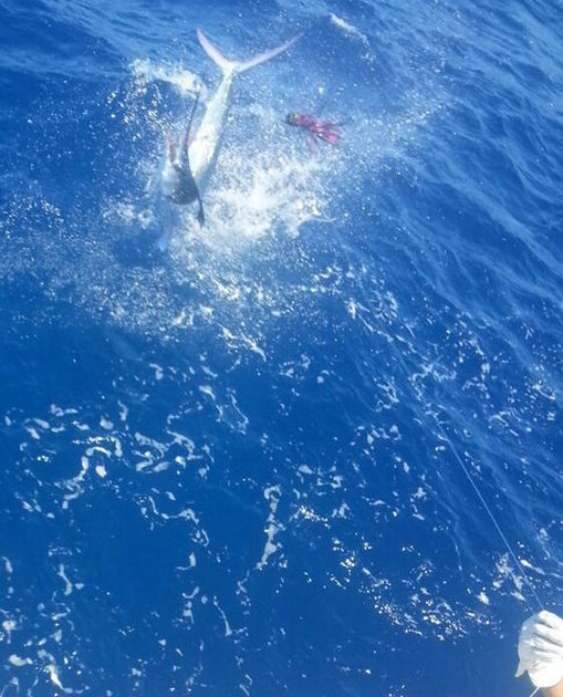 2 vita marliner - Cavalier & Blue Marlin Sport Fishing Gran Canaria