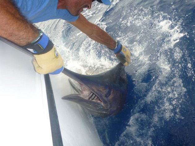 400 kg Blue Marlin släppt av Steven Hadley från England - Cavalier & Blue Marlin Sport Fishing Gran Canaria