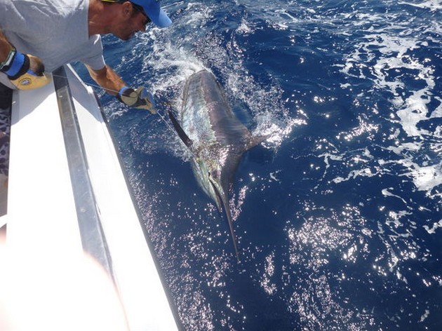 425 kg Blue Marlin släppt av den tyska sportfiskaren Robert Hartung - Cavalier & Blue Marlin Sport Fishing Gran Canaria