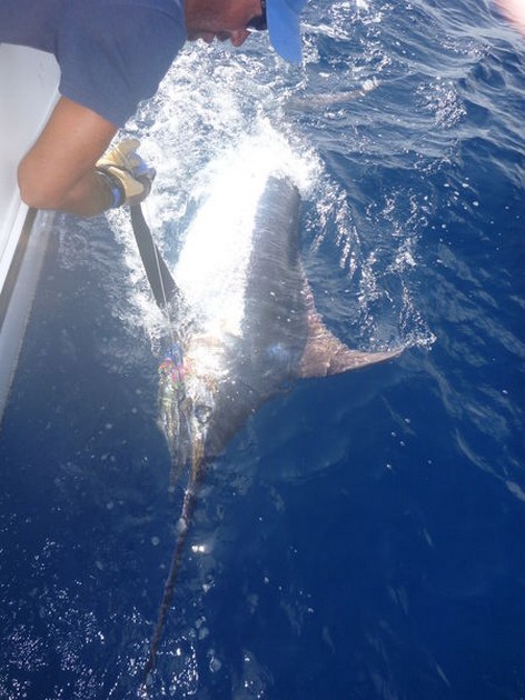 Thommy Ohlsson från Sverige släppte 1 Blue och 1 White Marlin - Cavalier & Blue Marlin Sport Fishing Gran Canaria