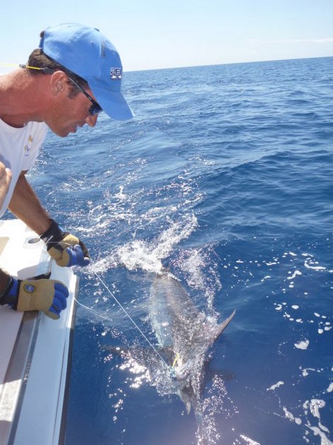 300 kg Blue Marlin släppt! Föreställningen fortsätter ! - Cavalier & Blue Marlin Sport Fishing Gran Canaria