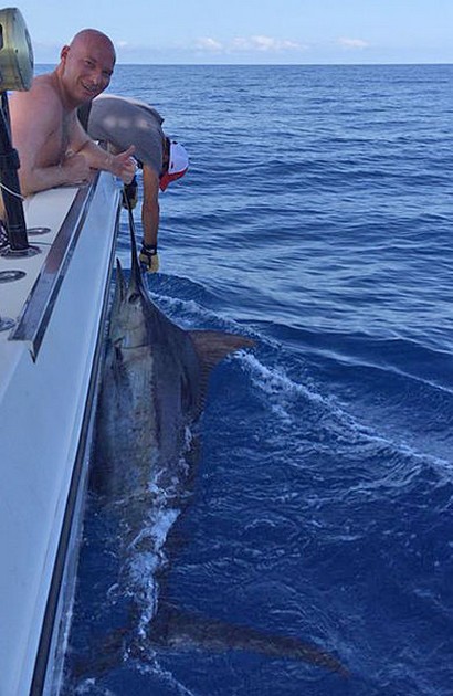 440 kg Blue Marlin släppt av Guido Vermeij från Holland - Cavalier & Blue Marlin Sport Fishing Gran Canaria