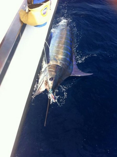 Rune Skoglund från Norge släppte 2 Blues - Cavalier & Blue Marlin Sport Fishing Gran Canaria