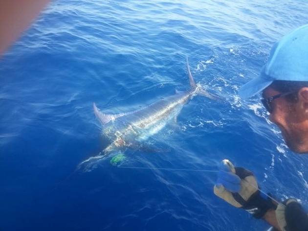 450 kg Blue Marlin släppte y Jonas Arpgard från Norge - Cavalier & Blue Marlin Sport Fishing Gran Canaria