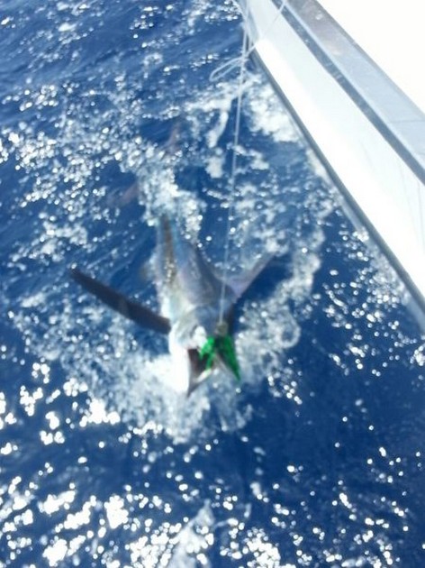 White Marlin tagged and Released - Cavalier & Blue Marlin Sport Fishing Gran Canaria