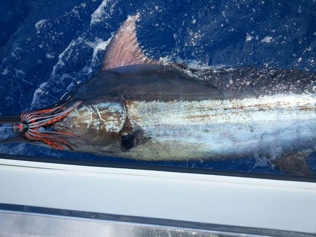 Cavalier släppte ytterligare 700 kg blå marlin - Cavalier & Blue Marlin Sport Fishing Gran Canaria