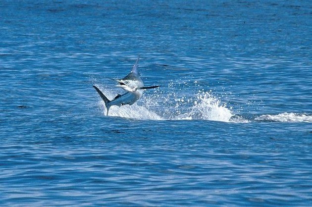 Wisse Koppejan från Holland släppte 350 kg Blue Marlin - Cavalier & Blue Marlin Sport Fishing Gran Canaria