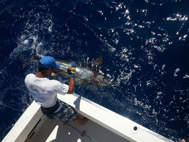 4/5 Blue Marlin on the Cavalier - Cavalier & Blue Marlin Sport Fishing Gran Canaria