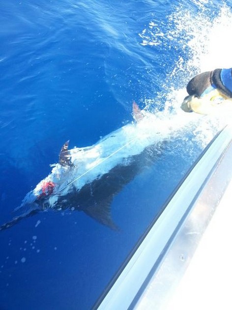 Alexander Hanika från Tyskland släppte 330 kg Blue Marlin - Cavalier & Blue Marlin Sport Fishing Gran Canaria