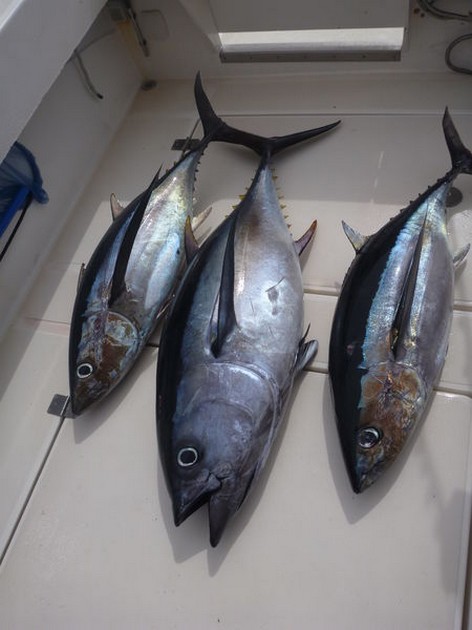 Tonfisken är tillbaka igen! - Cavalier & Blue Marlin Sport Fishing Gran Canaria