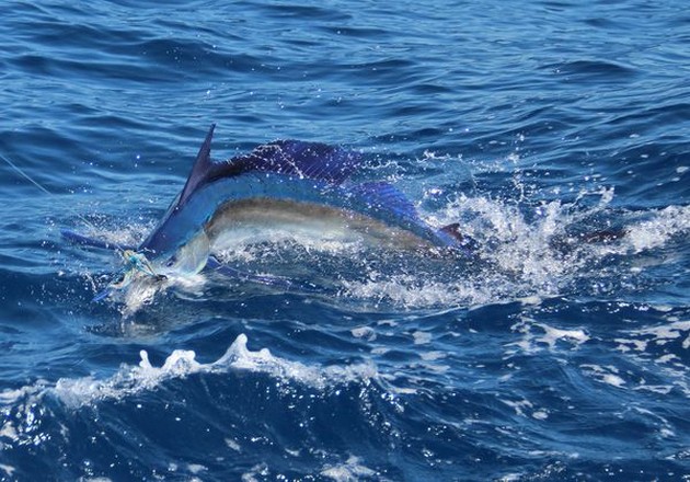 Stora skolor med Skipjack Tuna - Cavalier & Blue Marlin Sport Fishing Gran Canaria