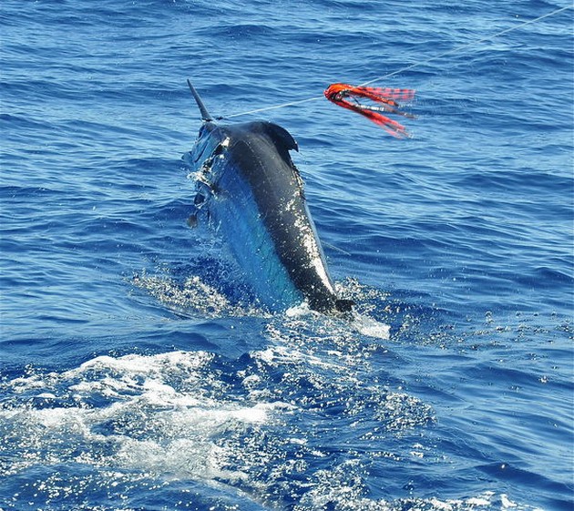 Vem får den första Blue Marlin 2015? - Cavalier & Blue Marlin Sport Fishing Gran Canaria