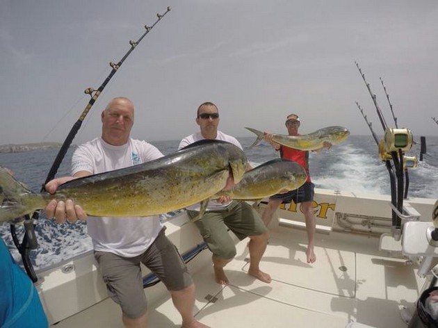 3 stora Dorado - Cavalier & Blue Marlin Sport Fishing Gran Canaria