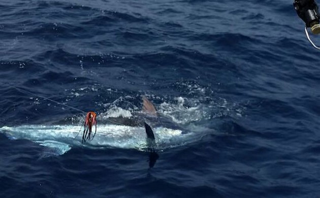 Cavalier släppte 250 kg Blue Marlin - Cavalier & Blue Marlin Sport Fishing Gran Canaria