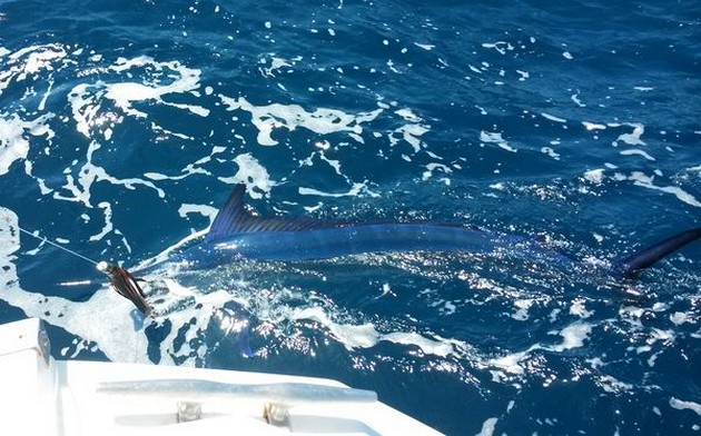 Holländsk sportfiskare Cees Pipping fångade 25 kg Longbill Spearfish - Cavalier & Blue Marlin Sport Fishing Gran Canaria