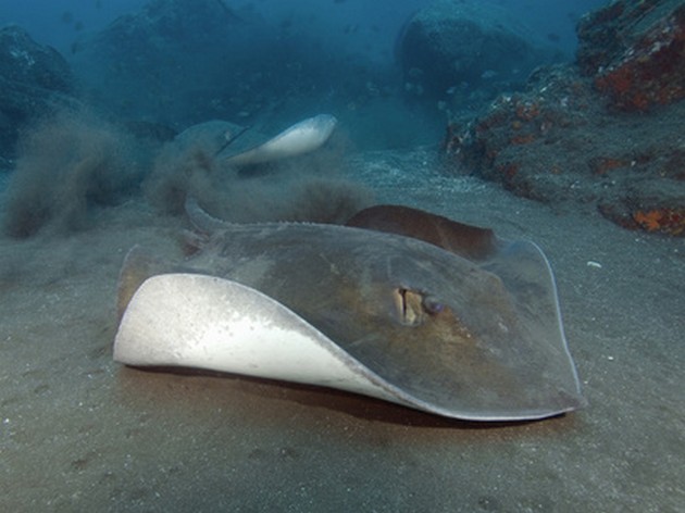 300 kg Common Stingray fångad av släppt av Eric Plude från USA - Cavalier & Blue Marlin Sport Fishing Gran Canaria