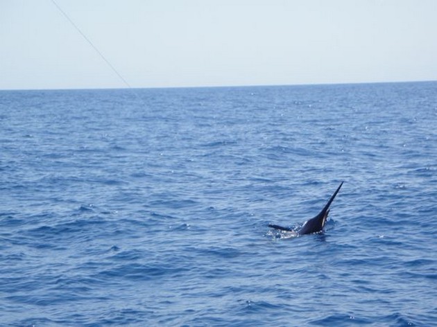 Blue & Dorado's - Cavalier & Blue Marlin Sport Fishing Gran Canaria