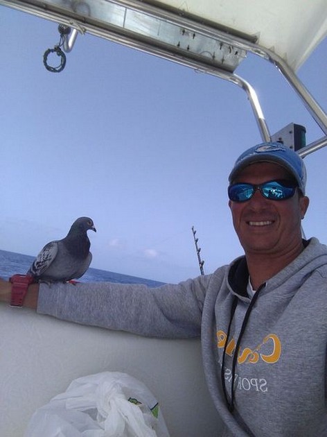 Stowaway ombord på Cavalier - Cavalier & Blue Marlin Sport Fishing Gran Canaria