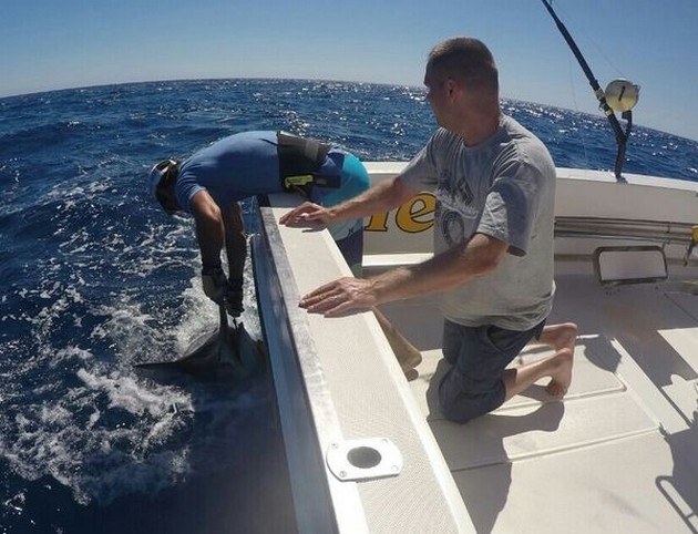 En annan Blue Marlin släpptes på båten Cavalier - Cavalier & Blue Marlin Sport Fishing Gran Canaria