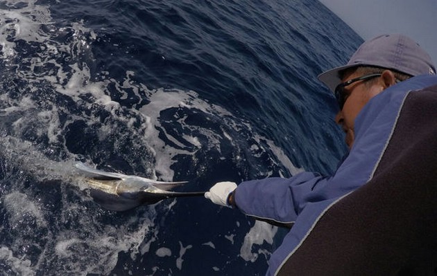 White Marlin Cavalier & Blue Marlin Sport Fishing Gran Canaria