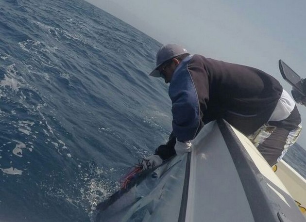 Michael Gröntved från Danmark släppte en White Marlin - Cavalier & Blue Marlin Sport Fishing Gran Canaria