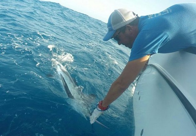 White Marlin taggades och släpptes av Ed Racket från Holland - Cavalier & Blue Marlin Sport Fishing Gran Canaria