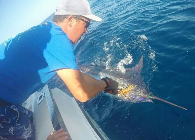 300 lbs & 600 lbs Blue Marlin taggade och släpptes på båten Cavalier - Cavalier & Blue Marlin Sport Fishing Gran Canaria