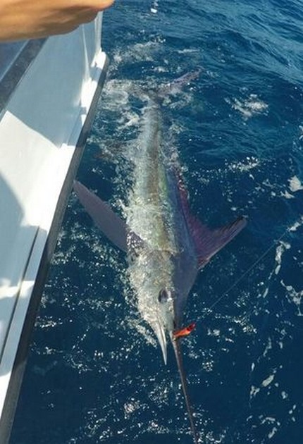 30 kg White Marlin taggad och släppt av Ruud Sormani - Cavalier & Blue Marlin Sport Fishing Gran Canaria