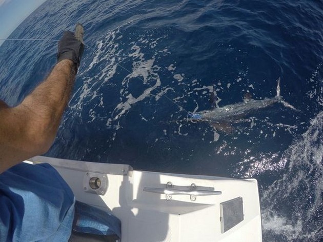 White Marlin Explosion i södra Puerto Rico - Cavalier & Blue Marlin Sport Fishing Gran Canaria