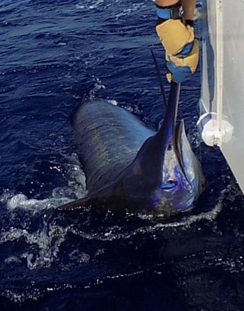 Blå & Vit Marlin - Cavalier & Blue Marlin Sport Fishing Gran Canaria