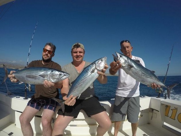 Stor nordatlantisk Bonito - Cavalier & Blue Marlin Sport Fishing Gran Canaria