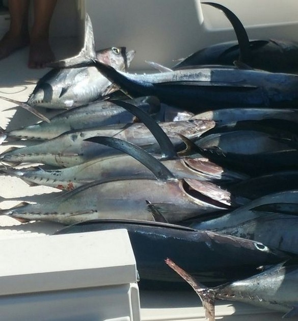 16 Albacores - Cavalier & Blue Marlin Sport Fishing Gran Canaria