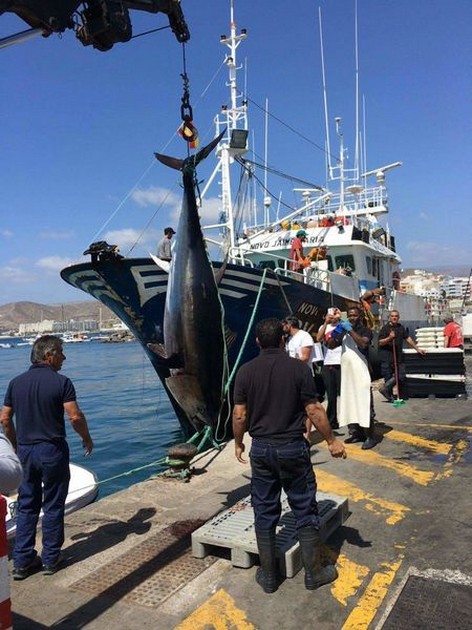 1: a blåfenad tonfisk på Gran Canaria - Cavalier & Blue Marlin Sport Fishing Gran Canaria