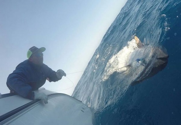 3 Blåfenad tonfisk - Cavalier & Blue Marlin Sport Fishing Gran Canaria