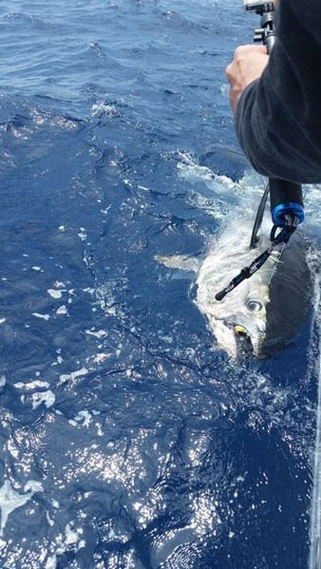 280 kilo - Cavalier & Blue Marlin Sport Fishing Gran Canaria