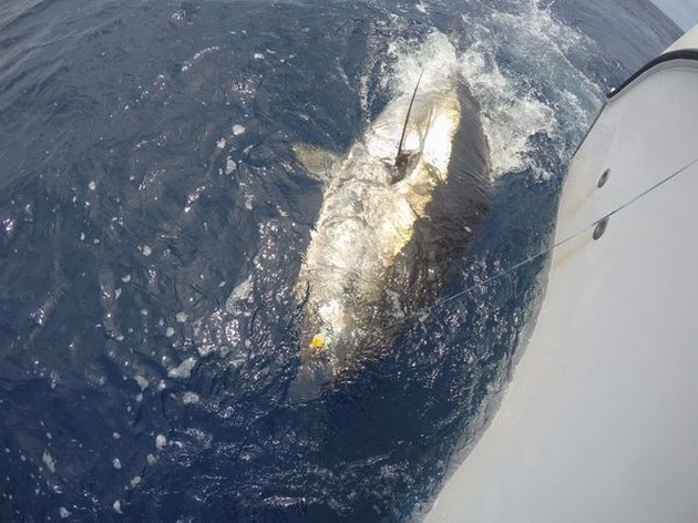 Blåfenad tonfisk nummer 7 - Cavalier & Blue Marlin Sport Fishing Gran Canaria