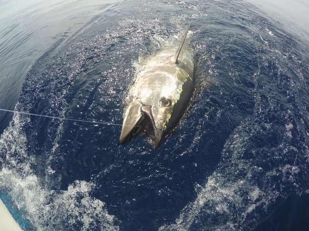 10 blåfenad tonfisk - Cavalier & Blue Marlin Sport Fishing Gran Canaria