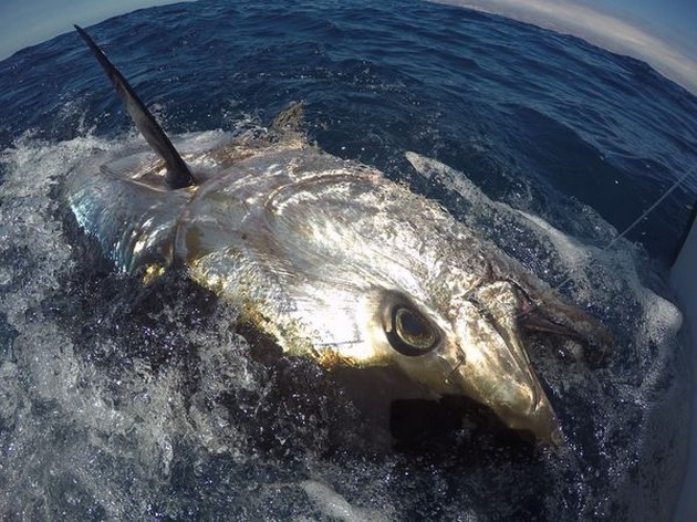 10 + 1 = 11 - Cavalier & Blue Marlin Sport Fishing Gran Canaria