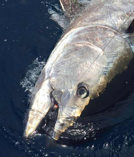 280 kg blåfenad - Cavalier & Blue Marlin Sport Fishing Gran Canaria