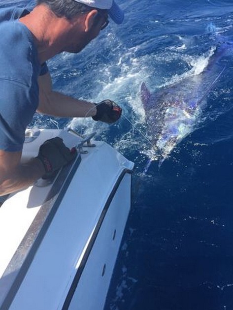 Båtbåten Cavalier släppte 1: a Blue Marlin 2016 - Cavalier & Blue Marlin Sport Fishing Gran Canaria