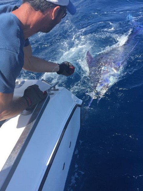 250 kg Blue Marlin released by Rob Ronney from the United Kingdom Cavalier & Blue Marlin Sport Fishing Gran Canaria