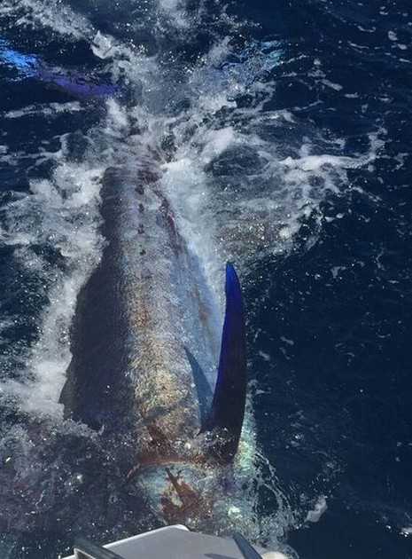 Båtbåten Cavalier släppte den andra Blue Marlin 2016 - Cavalier & Blue Marlin Sport Fishing Gran Canaria