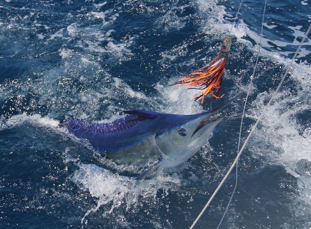 Bra Marlin fiske - Cavalier & Blue Marlin Sport Fishing Gran Canaria