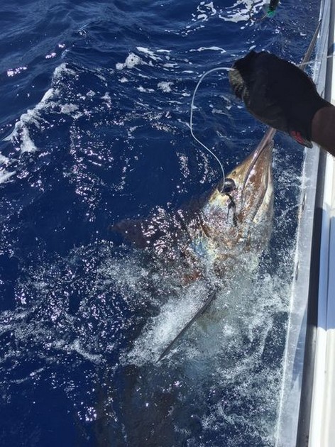 Cavalier släppte igen 2 Blue Marlin - Cavalier & Blue Marlin Sport Fishing Gran Canaria