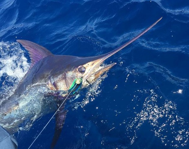 12 Blue Marlin släppt - Cavalier & Blue Marlin Sport Fishing Gran Canaria